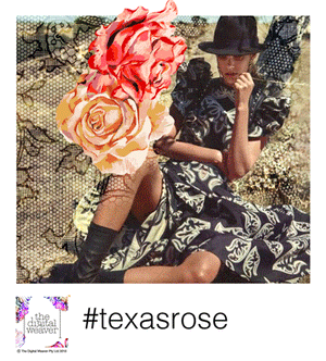 Texas Rose